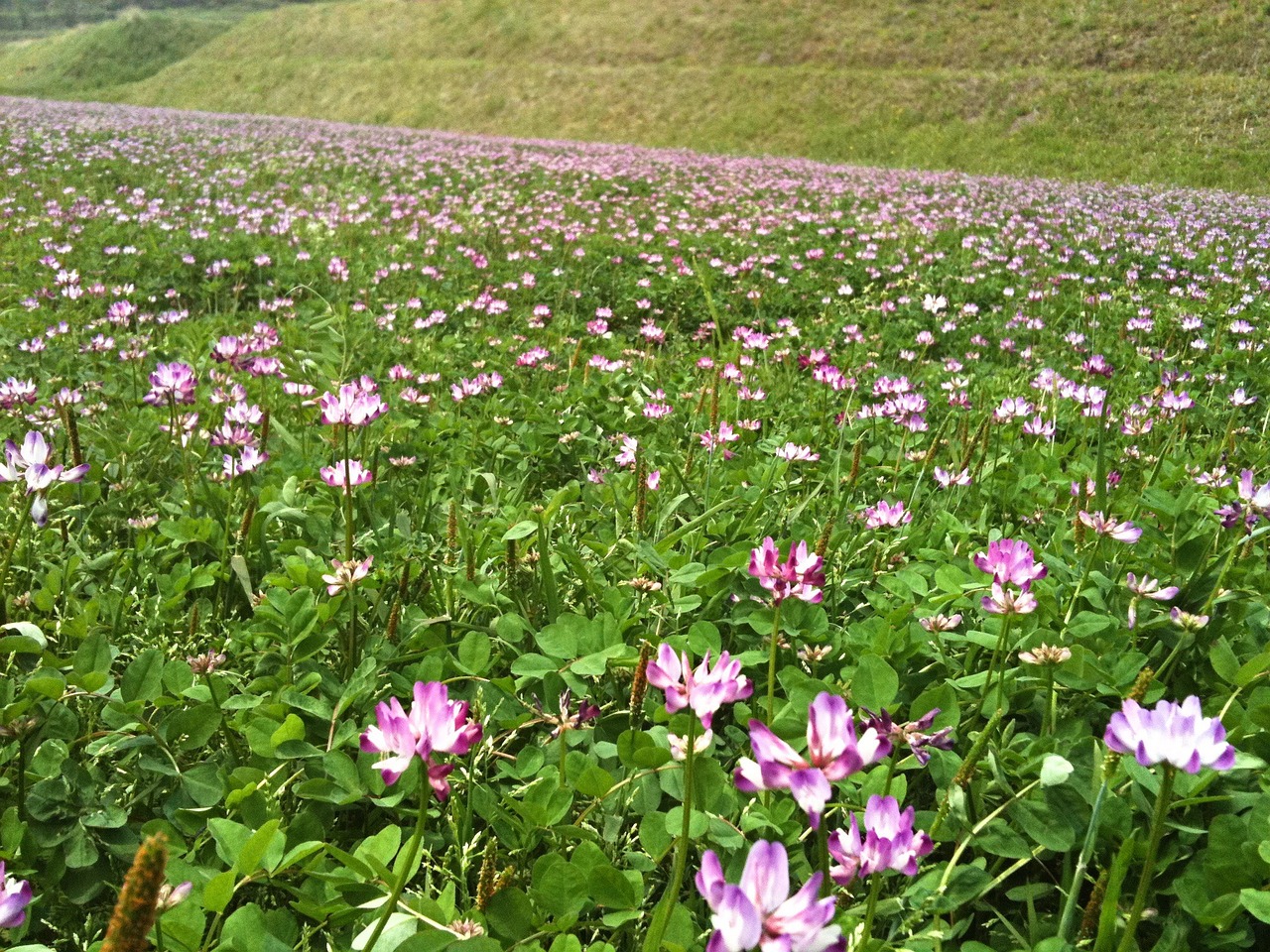 Astragalus plants growing in field