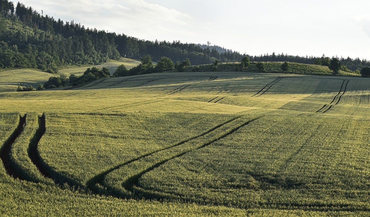 field of alfalfa