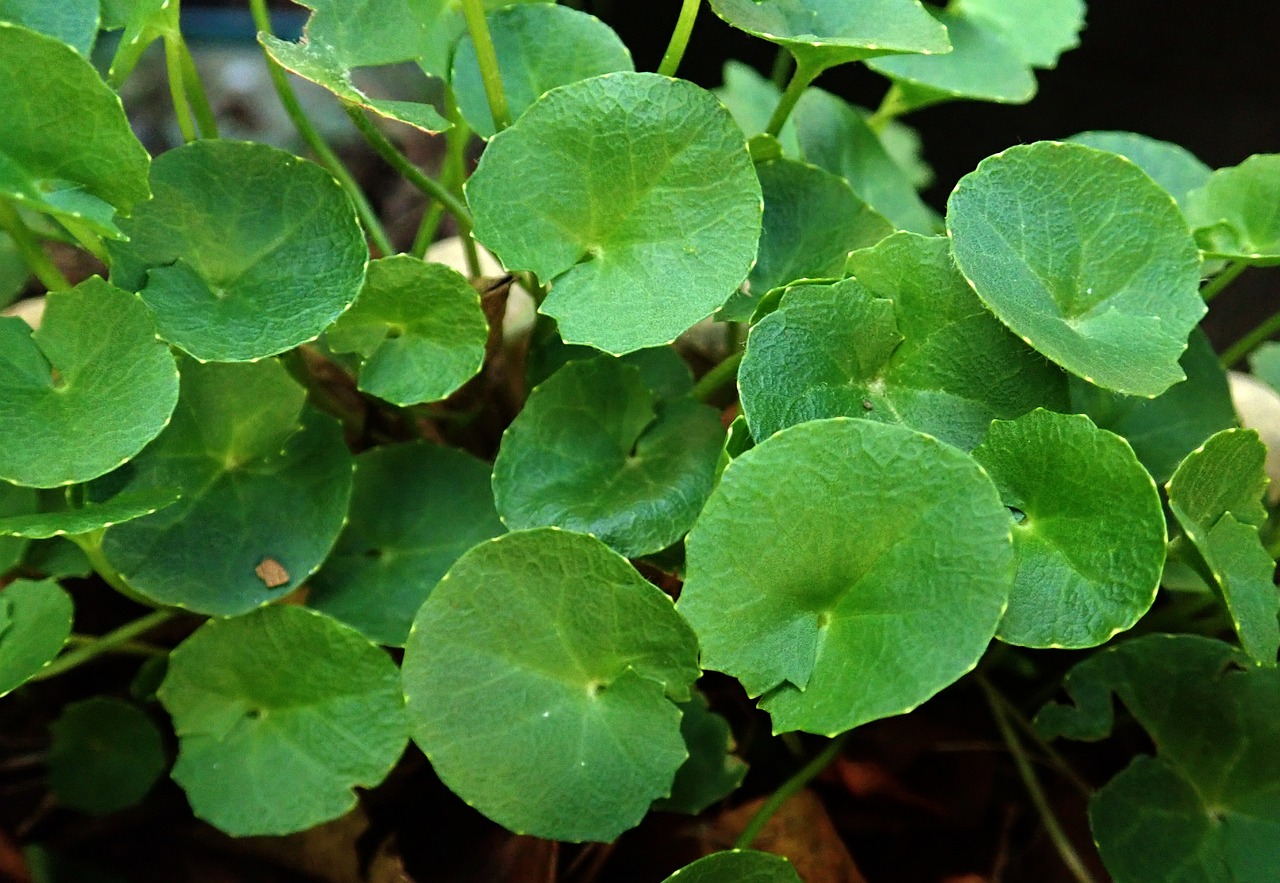 plant leaves that are used to make the best gotu kola supplement