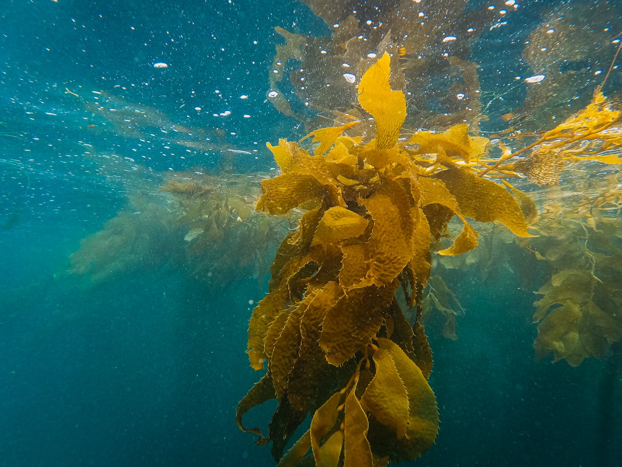 kelp in seawater