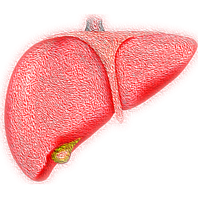 image of detoxed liver