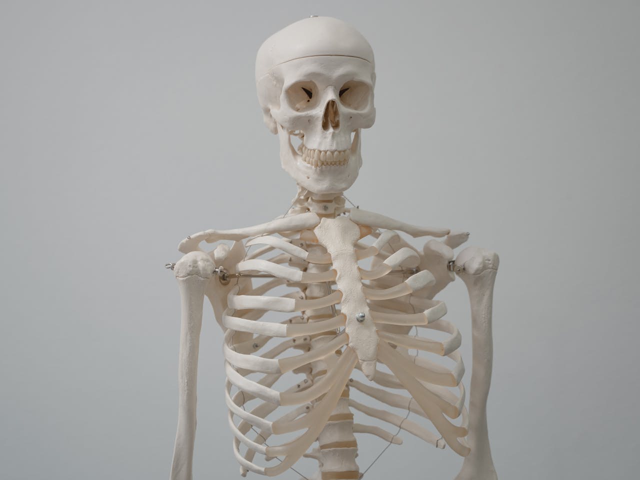 skeleton bones