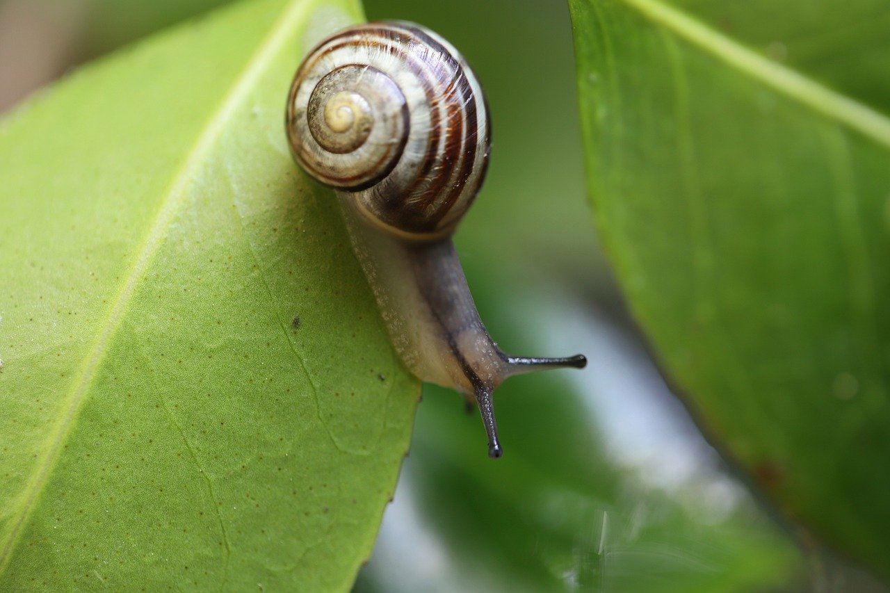 snail on green leaf secreting snail mucin