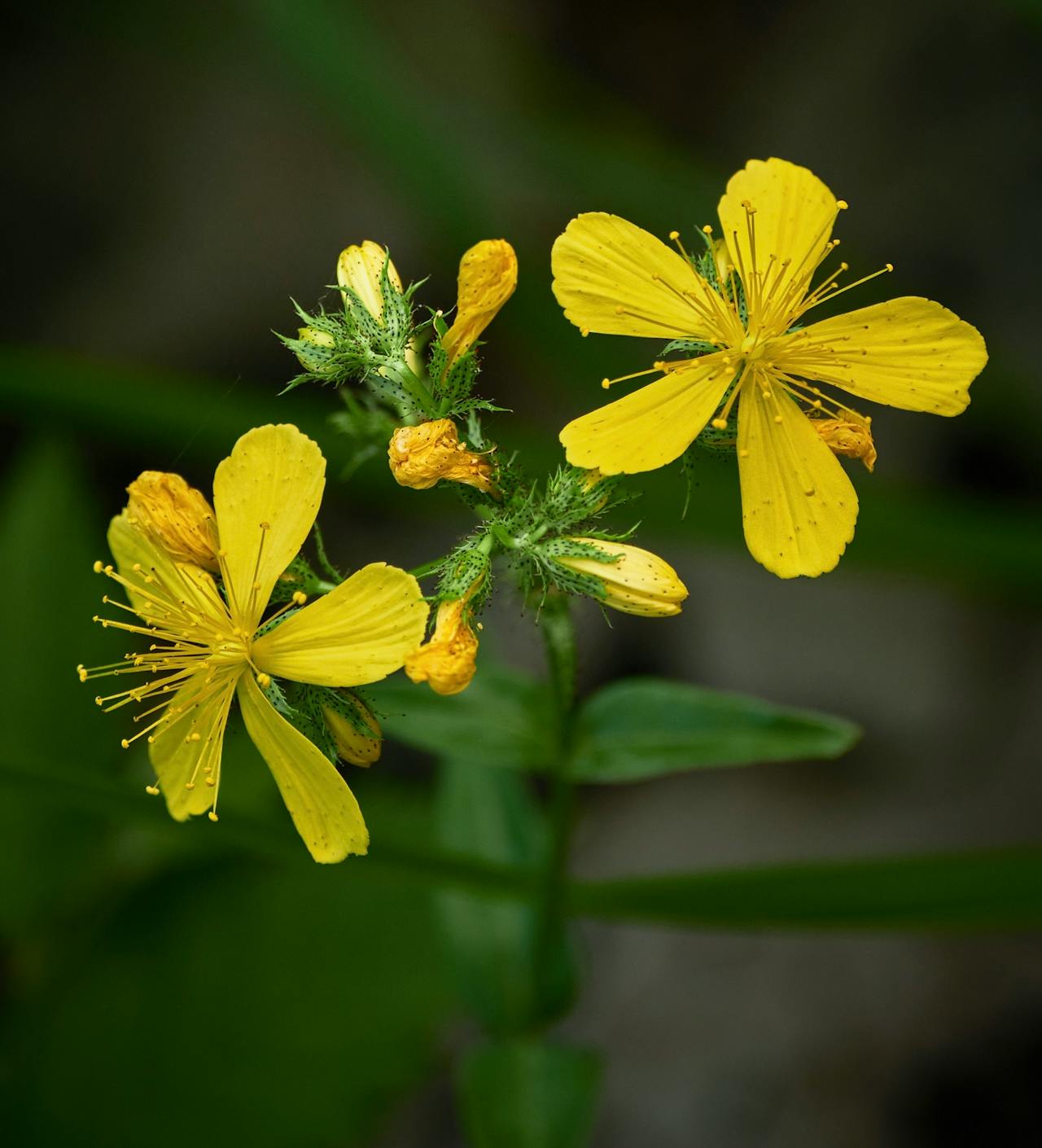 st johns wort flower in bloom, yellow