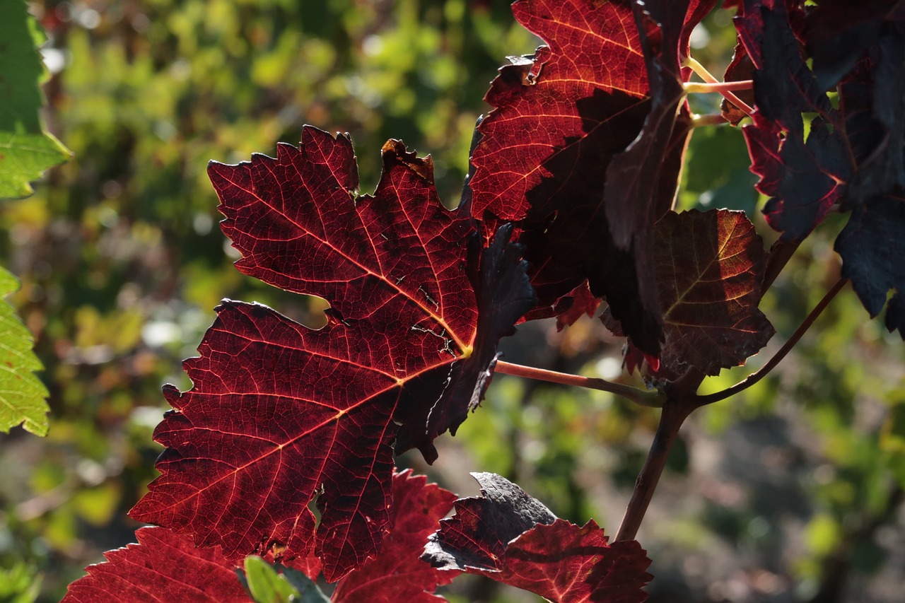 red vine leaf